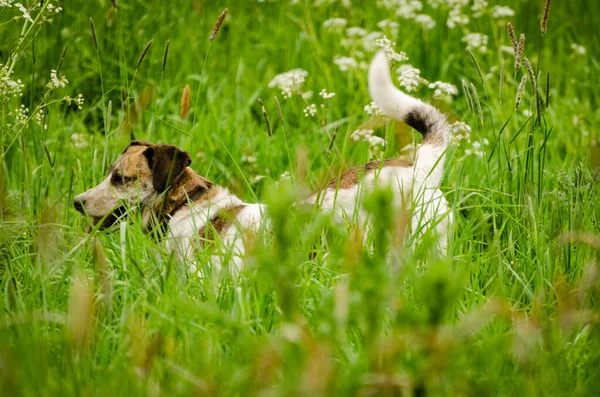 Een Close Shot Van Een Hond Tuin — Stockfoto