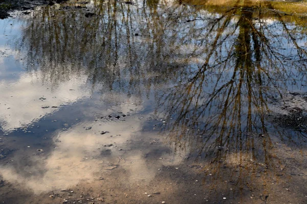 水の中の枝の美しい反射 — ストック写真