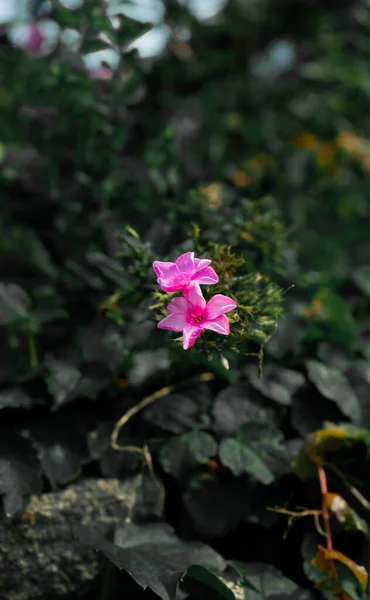 Цветущие Цветы Чудесного Растения Перу Mirabilis Jalapa — стоковое фото