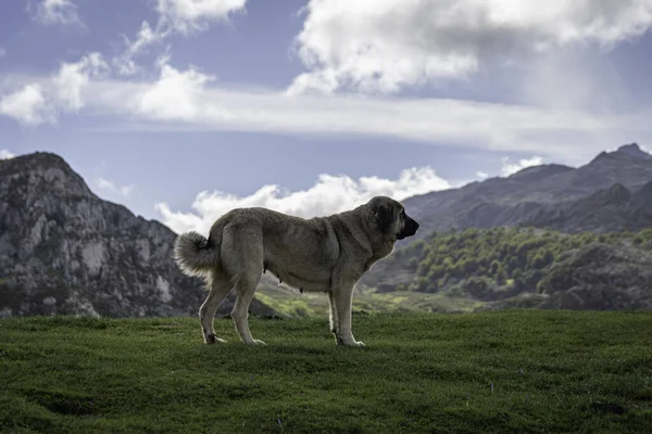 Pastýřský Pes Národním Parku Los Picos Europe Cordinanes Španělsko — Stock fotografie