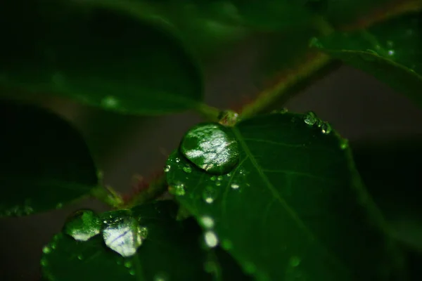 Primer Plano Gotas Lluvia Las Hojas Verdes — Foto de Stock