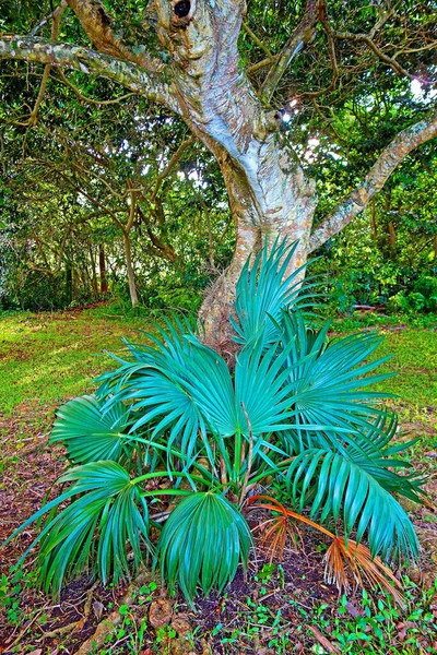 Een Verticaal Schot Van Dwerg Palmetto Loof — Stockfoto