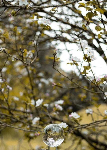 Eine Verträumte Aufnahme Einer Kristallkugel Auf Dem Hintergrund Zarter Blütenblumen — Stockfoto