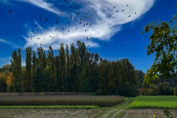 Scénický Pohled Lesnatý Terén Krajinu Krajiny Pozadí Modré Oblačné Oblohy — Stock fotografie