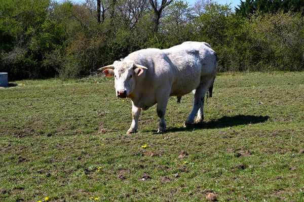Vaca Está Mirando Fotógrafo —  Fotos de Stock