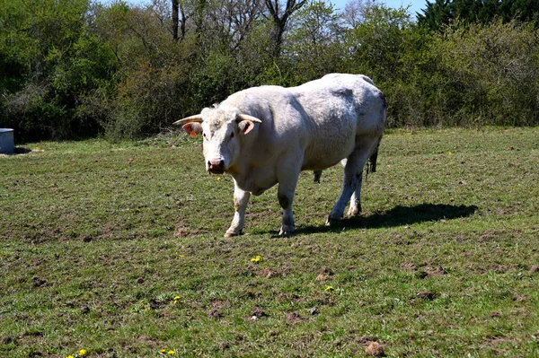 Cow Looking Photographer — Stock Photo, Image