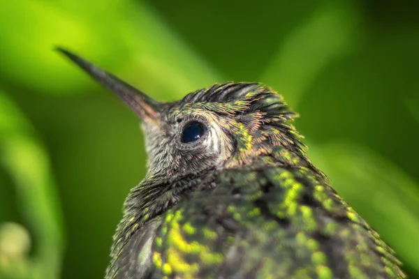 Colibri Dans Nature Verte — Photo