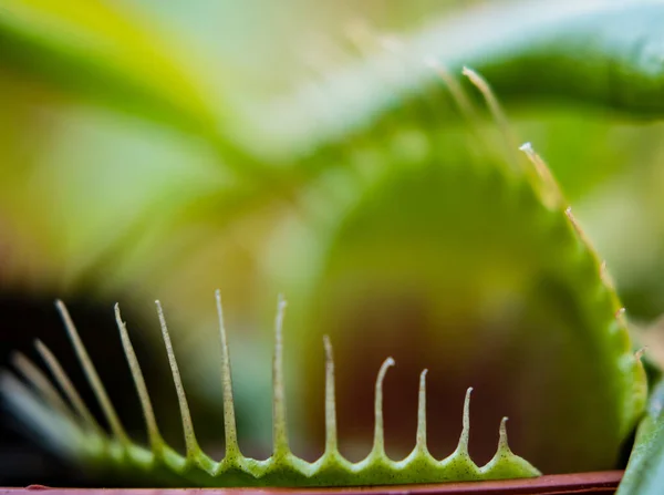 Primer Plano Una Mosca Venus Flytrap — Foto de Stock