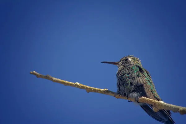 Low Angle Shot Proud Hummingbird Standing Thin Branch Clear Blue — Stock Photo, Image