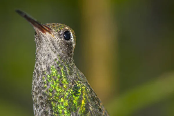 Primer Plano Colibrí Posado Una Rama Árbol — Foto de Stock