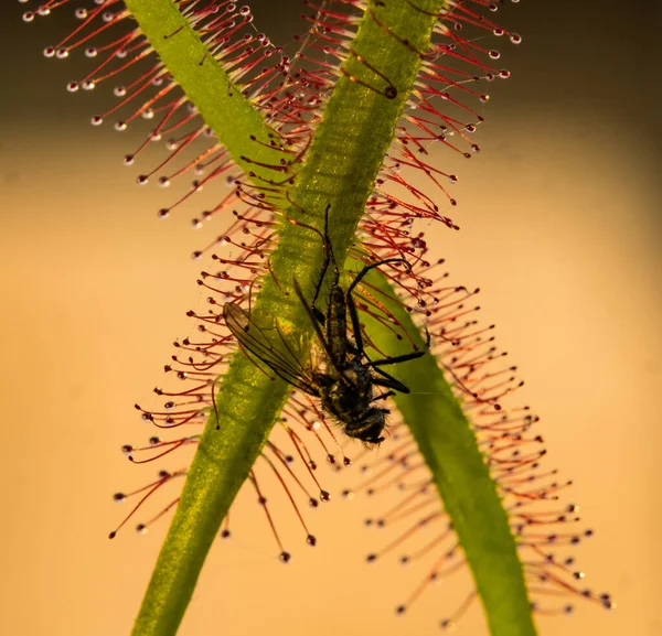 Closeup Shot Sundew Prey — Stock Photo, Image