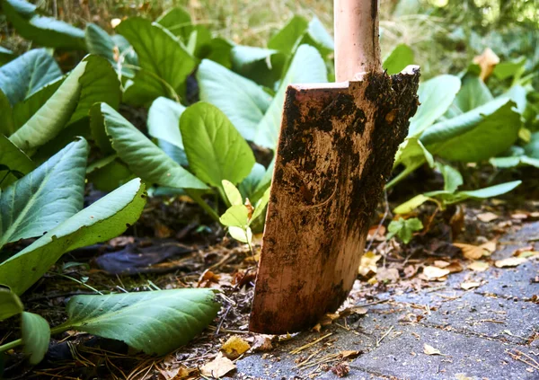 Les Bêches Avec Adhérence Sol Travaillant Dans Jardin — Photo