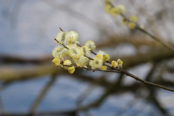 柳の開花のクローズアップショット — ストック写真
