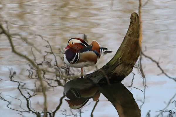 Gros Plan Canard Mandarin Wate — Photo