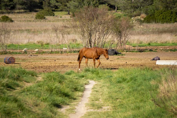 Een Close Shot Van Een Bruin Paard Grazen Het Platteland — Stockfoto