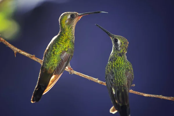 Tiro Close Dois Beija Flores Empoleirados Galho Árvore Fundo Embaçado — Fotografia de Stock