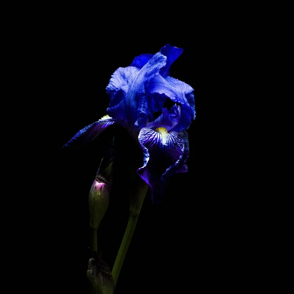 Квіти Айріс Ізольовані Чорному Тлі — стокове фото