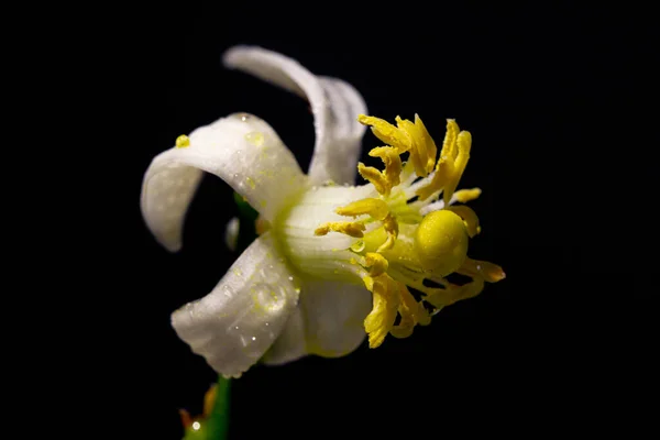 Hermoso Tiro Una Flor Azahar Con Gotitas Agua Sus Pétalos — Foto de Stock