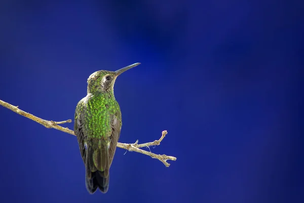 Egy Közeli Kép Egy Kolibriről Egy Faágon Homályos Háttérrel — Stock Fotó