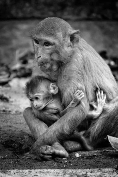 Сірий Знімок Маминої Мавпи Позує Дитиною — стокове фото