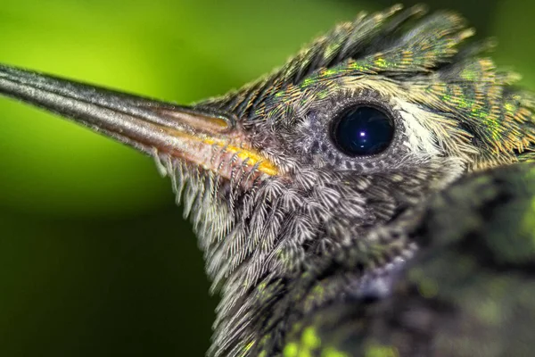 Une Tête Colibri Dans Nature — Photo