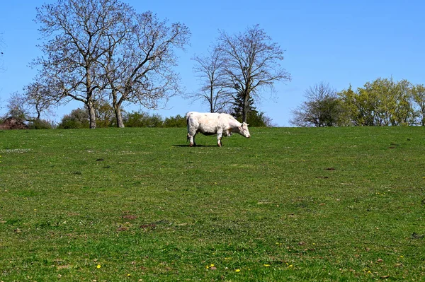 Krowa Trawę — Zdjęcie stockowe