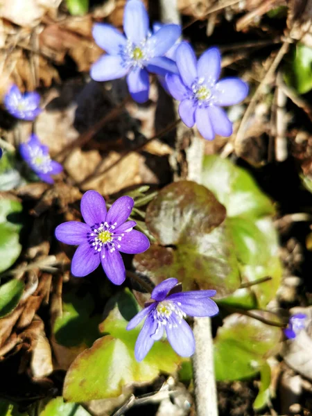 Vertikal Närbild Skott Blommande Lila Hepatica Blommor — Stockfoto