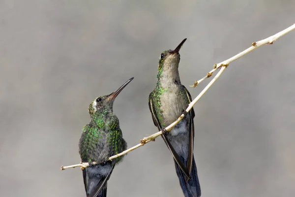 Tiro Close Dois Beija Flores Empoleirados Galho Árvore — Fotografia de Stock