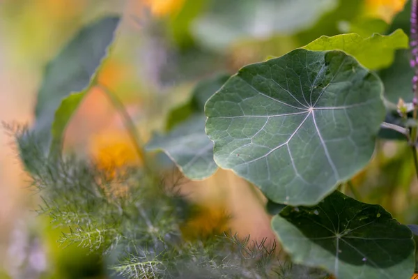 Flora Gran Canaria Багато Різних Рослин — стокове фото