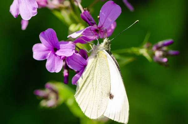 Een Closeup Shot Van Een Vlinder Bloemen — Stockfoto