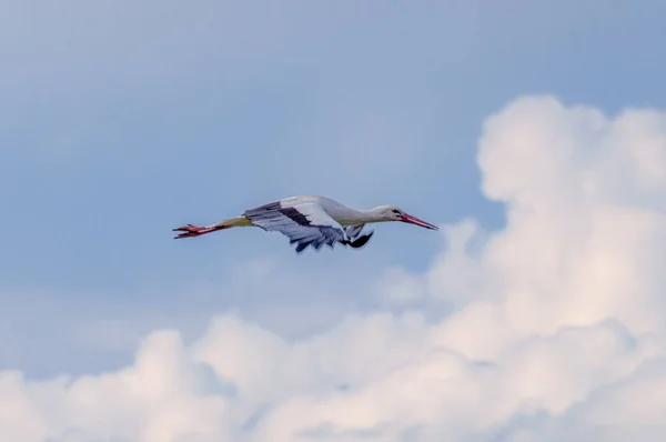 Bulutlu Gökyüzünde Uçan Güzel Bir Leylek — Stok fotoğraf