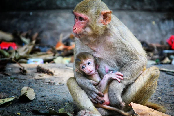 地面に座って赤ちゃんの世話をしている母親の猿の愛らしいシーン — ストック写真