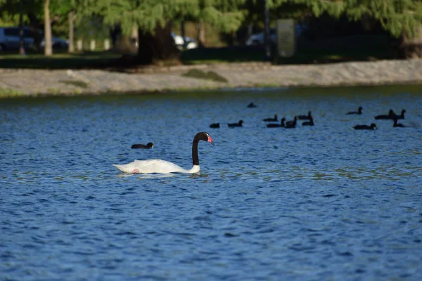 Cisne Pescoço Preto Cygnus Melancoryphus Lago Regatas Parque Febrero Parque — Fotografia de Stock