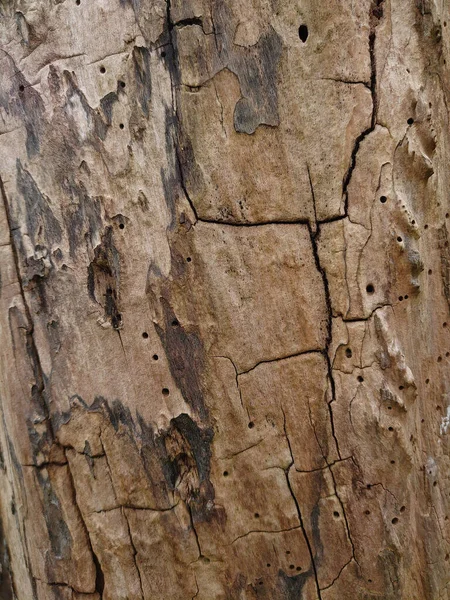 Vertikální Záběr Suché Dřevěné Textury — Stock fotografie