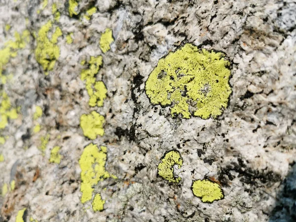 Een Close Shot Van Een Grijs Rotsoppervlak Met Groeiende Groene — Stockfoto