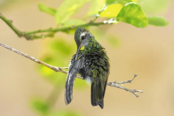 Colibri Abeille Verte Sur Une Branche Qui Gratte — Photo