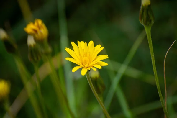 Primer Plano Flor Campo Amarillo Floreciente — Foto de Stock