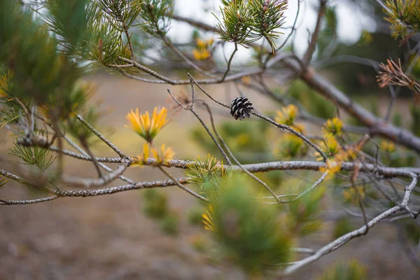 선택적 초점으로 꽃피는 소나무 가지를 찍는다 — 스톡 사진
