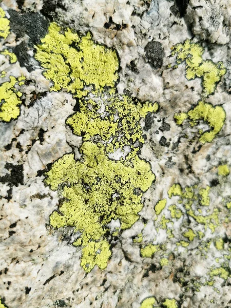 Ένα Κάθετο Κοντινό Πλάνο Μιας Γκρίζας Επιφάνειας Βράχου Αυξανόμενη Πράσινη — Φωτογραφία Αρχείου