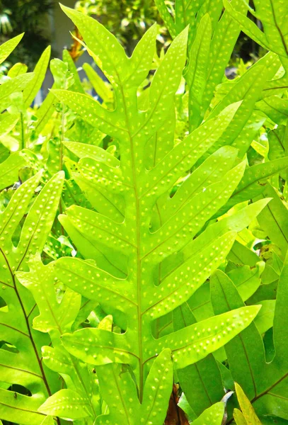 Tiro Vertical Folhas Texturizadas Verdes — Fotografia de Stock
