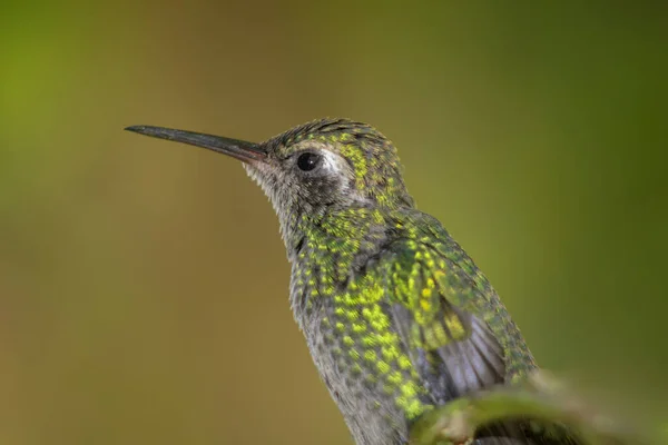 Egy Gyönyörű Zöld Méhecske Kolibri Néz Előre Elmosódott Sárga Zöld — Stock Fotó