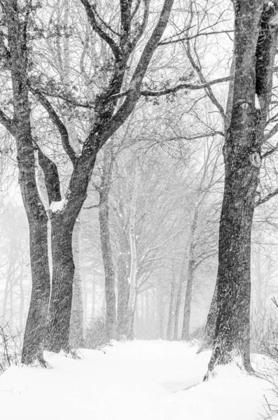 Hermoso Tiro Bosque Nevado — Foto de Stock