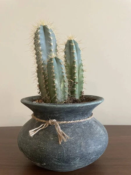 Ein Cereus Kaktus Blumentopf Auf Dem Holztisch — Stockfoto