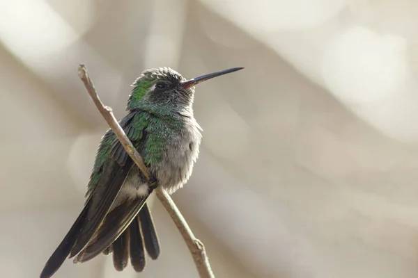 Primer Plano Colibrí Posado Sobre Una Rama Árbol Sobre Fondo —  Fotos de Stock