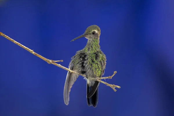 Closeup Shot Hummingbird Perched Tree Branch Blurred Background — Stock Photo, Image