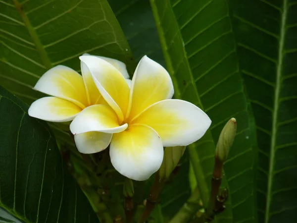 Ένα Κοντινό Πλάνο Των Όμορφων Λουλουδιών Plumeria — Φωτογραφία Αρχείου