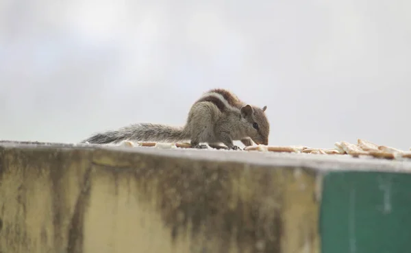 Plan Petit Écureuil Avec Une Longue Queue Sur Bord Surface — Photo