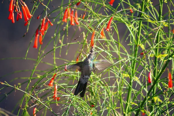 Een Schattige Grijze Kolibrie Plukken Een Rotje Plant Tijdens Vlucht — Stockfoto