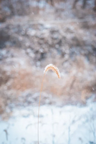 Une Oreille Herbe Couverte Neige Dans Champ Hiver — Photo