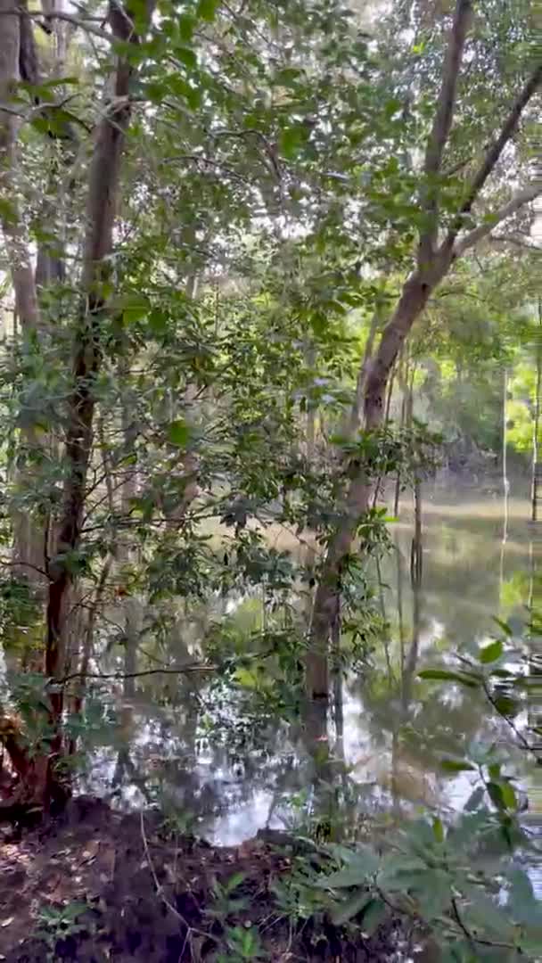 Uitzicht Tropisch Bos Tussen Vijver Zonnige Dag Zomerconcept Dichtbij Uitzicht — Stockvideo